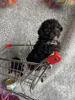 Karen, a female Yorkipoo for sale in Rochester, NY – 1 of 3