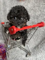 Karen, a female Yorkipoo for sale in Rochester, NY – 2 of 3