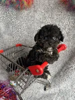 Karen, a female Yorkipoo for sale in Rochester, NY – 3 of 3