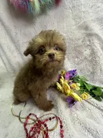 Dolly, a female Pomapoo for sale in Rochester, NY – 2 of 3