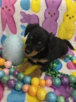 Jake, a male Schnoodle for sale in Rochester, NY – Photo 3 of 3