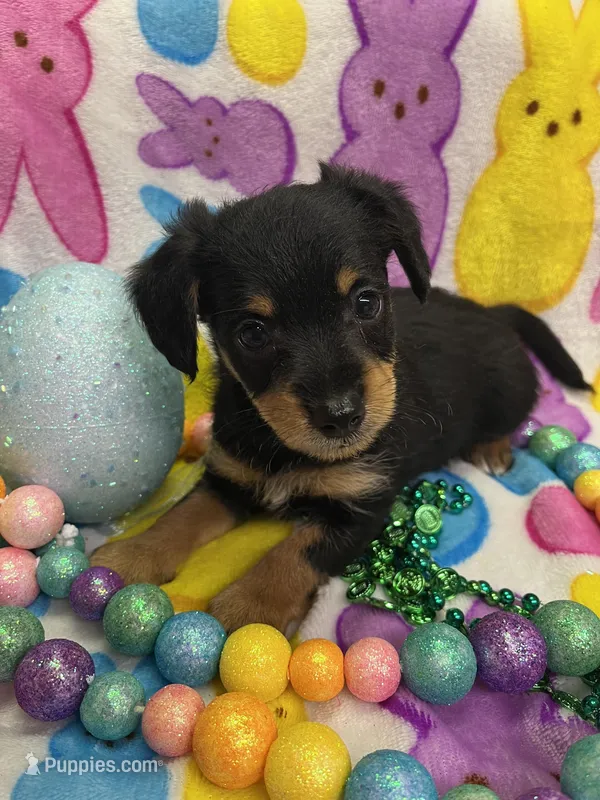 Jake – Schnoodle puppy for sale in Rochester, NY