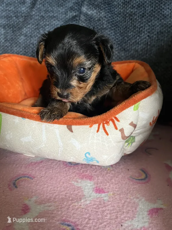 Rose – Yorkshire Terrier puppy for sale in Rochester, NY