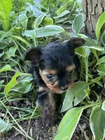 Stella, a female Yorkipoo for sale in Rochester, NY – 2 of 3