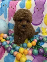 Teddy, a male Yorkipoo for sale in Rochester, NY – Photo 2 of 3