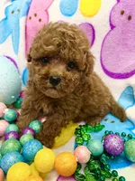 Teddy, a male Yorkipoo for sale in Rochester, NY – Photo 3 of 3