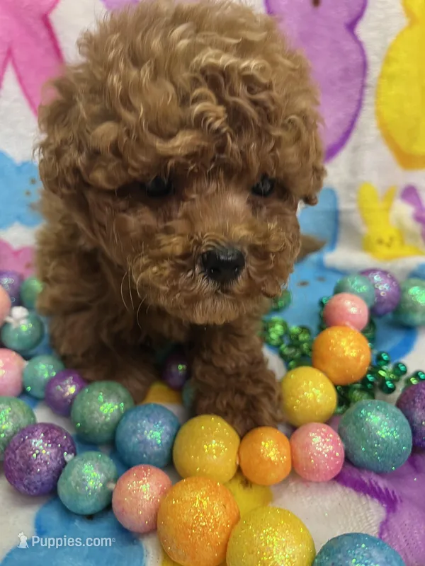 Teddy – Yorkipoo puppy for sale in Rochester, NY