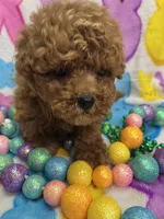 Teddy, a male Yorkipoo for sale in Rochester, NY – Photo 1 of 3