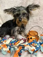 Cher, a female Yorkipoo for sale in Rochester, NY – 2 of 4