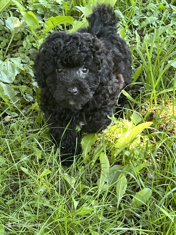 Cherry – Bichon Frise, Poodle - Toy  puppy for sale in Rochester, NY
