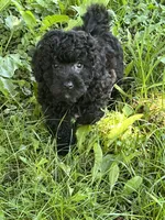 Cherry, a female Bichon Frise and Poodle - Toy  for sale in Rochester, NY – 1 of 1