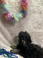 Rocky, a male Yorkipoo for sale in Rochester, NY – 3 of 3