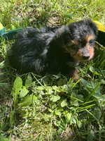 Cookie, a female Yorkipoo for sale in Rochester, NY – 3 of 3