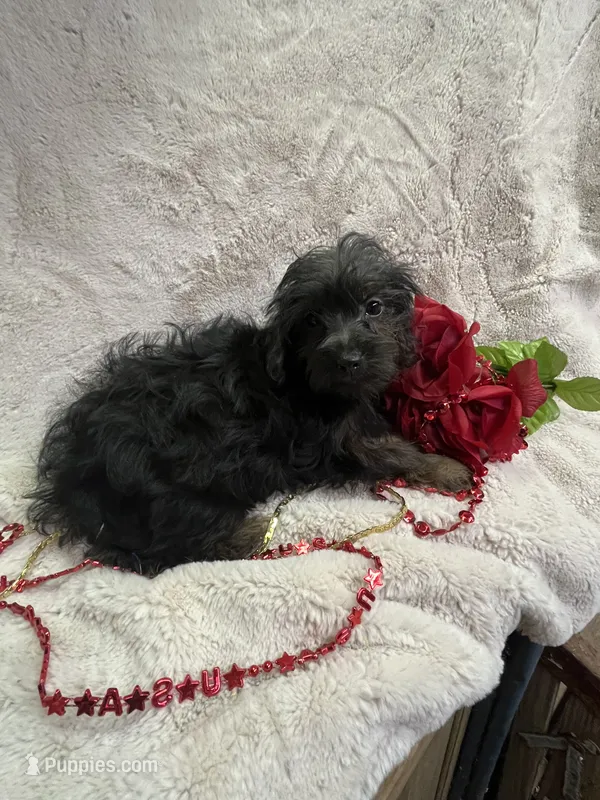 Ella – Yorkipoo puppy for sale in Rochester, NY