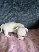 Lacey, a female Chihuahua for sale in Rochester, NY – 2 of 2