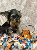 Cher, a female Yorkipoo for sale in Rochester, NY – 3 of 4