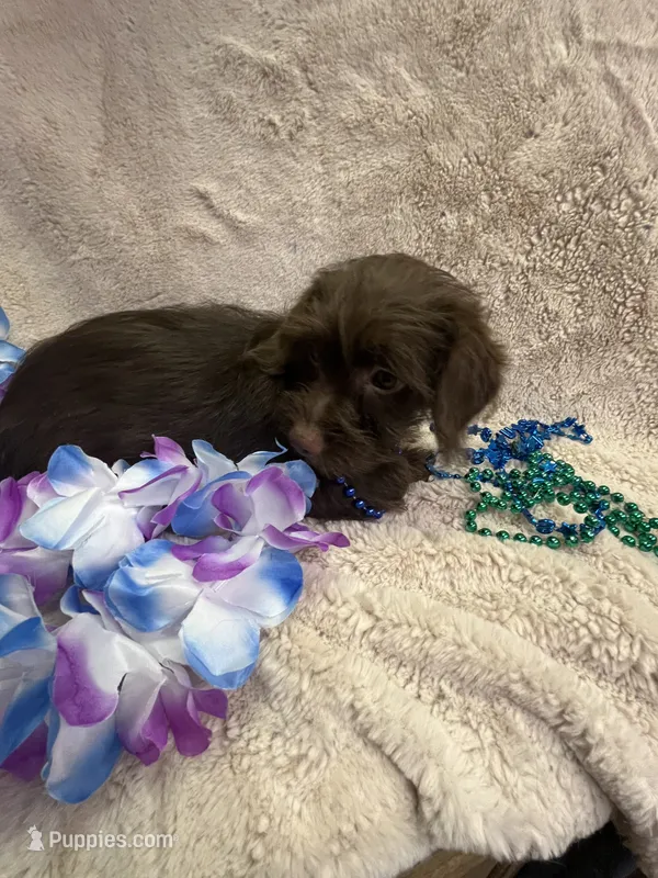 Billy – Yorkipoo puppy for sale in Rochester, NY