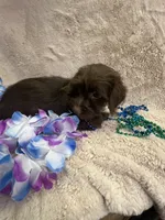 Billy, a male Yorkipoo for sale in Rochester, NY – 1 of 3