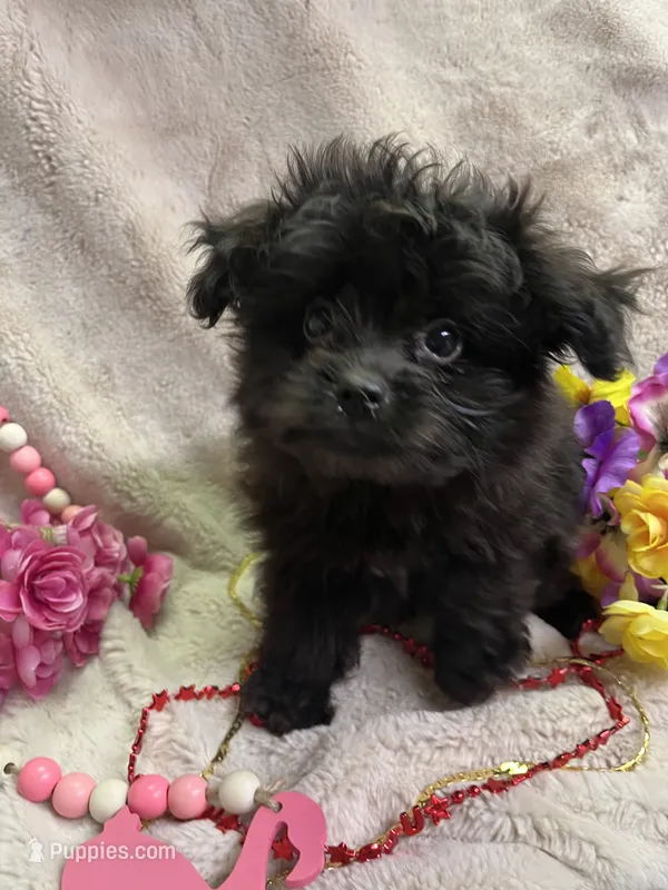 MOLLY – Pomapoo puppy for sale in Rochester, NY