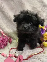 MOLLY, a female Pomapoo for sale in Rochester, NY – 1 of 3
