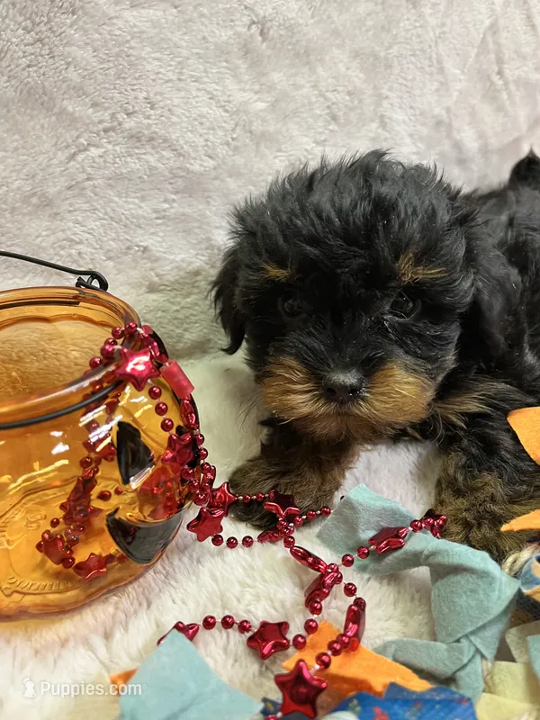 Ronny – Yorkshire Terrier puppy for sale in Rochester, NY