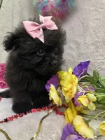 Polly, a female Pomapoo for sale in Rochester, NY – 3 of 3