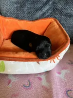 Andy, a male Yorkipoo for sale in Rochester, NY – 2 of 3