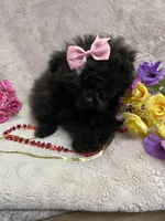 POLLY, a female Pomapoo for sale in Rochester, NY – 2 of 3