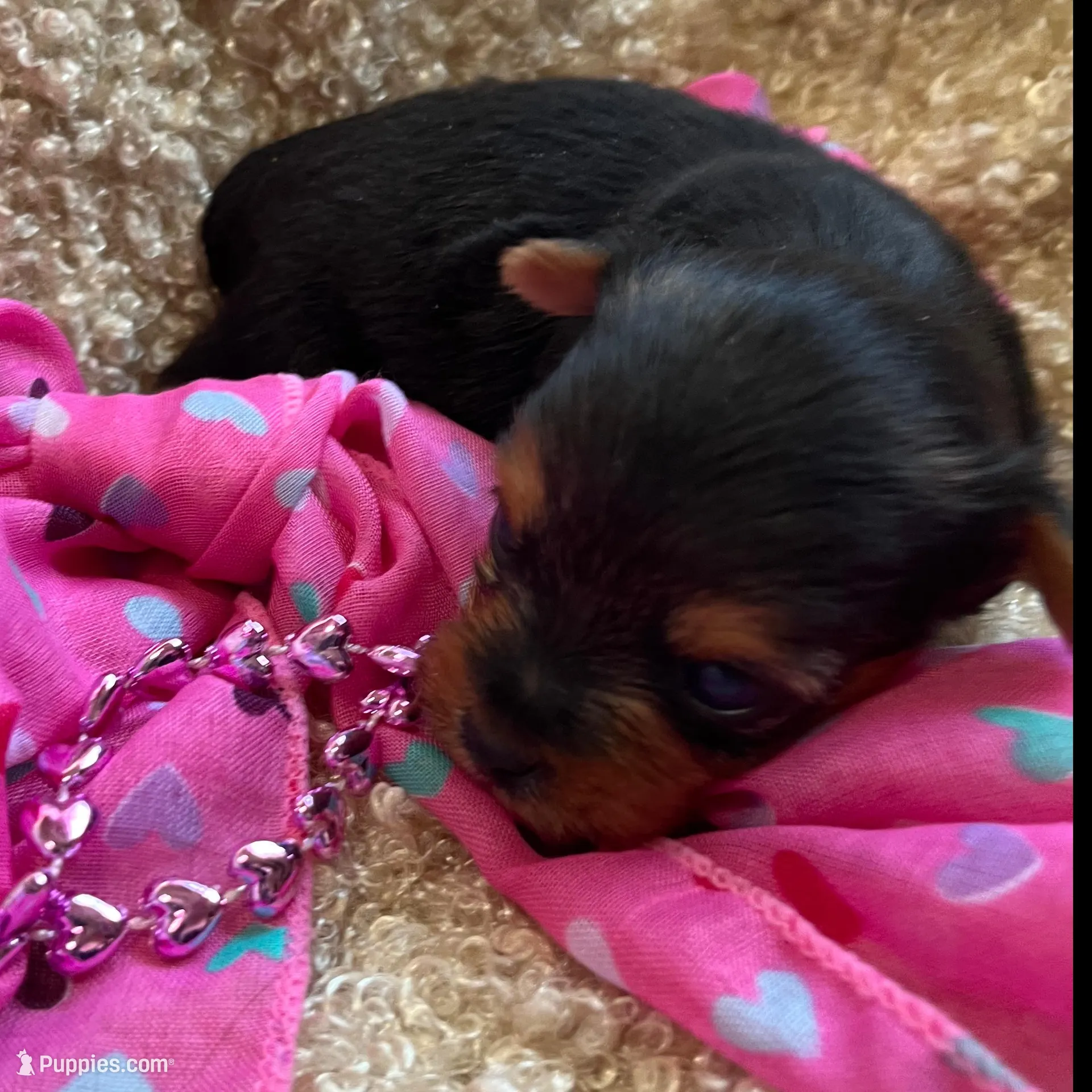 Pretty Penny , a female Yorkshire Terrier for sale in Rochester, NY – Photo 4 of 4