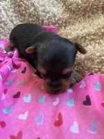 Pretty Penny , a female Yorkshire Terrier for sale in Rochester, NY – Photo 2 of 4