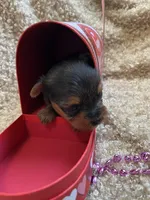 Pretty Penny , a female Yorkshire Terrier for sale in Rochester, NY – Photo 3 of 4