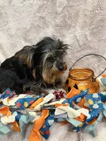 Cher, a female Yorkipoo for sale in Rochester, NY – 4 of 4