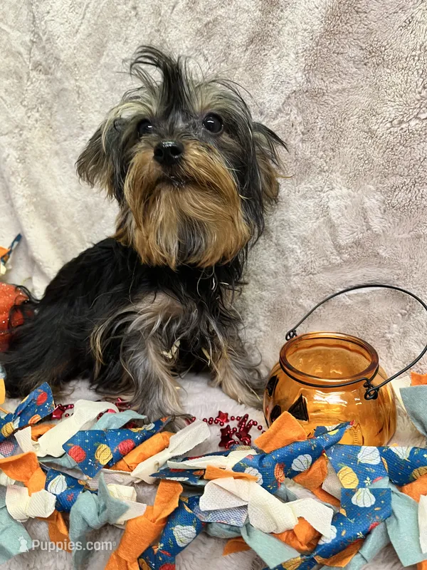 Cher – Yorkipoo puppy for sale in Rochester, NY