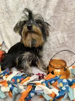 Cher, a female Yorkipoo for sale in Rochester, NY – 1 of 4