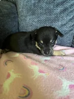 ONEX , a male Chihuahua for sale in Rochester, NY – 2 of 2