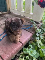 Rusty, a male Yorkshire Terrier for sale in Rochester, NY – 2 of 2