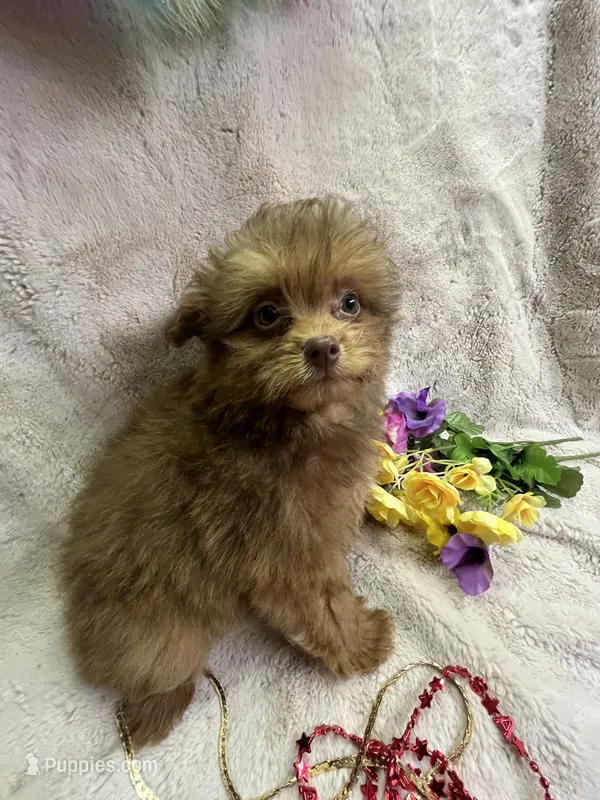 Blondie – Pomapoo puppy for sale in Rochester, NY