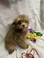 Blondie, a female Pomapoo for sale in Rochester, NY – 1 of 2