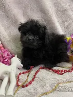 Molly, a female Pomapoo for sale in Rochester, NY – 2 of 3