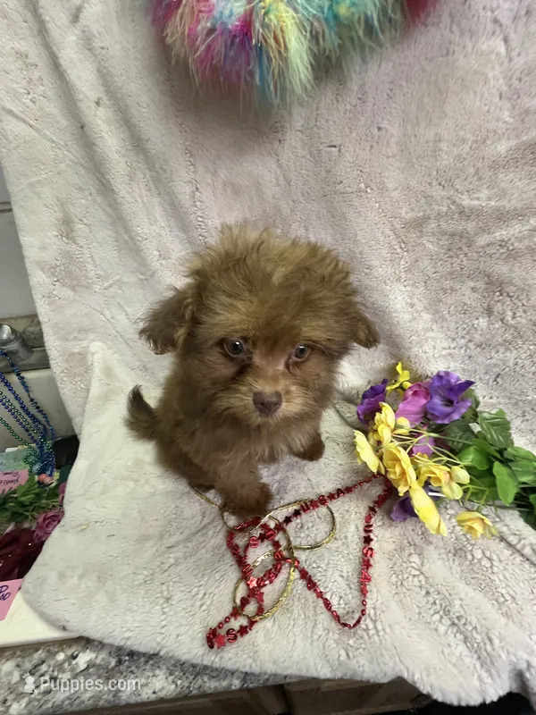 Dolly – Pomapoo puppy for sale in Rochester, NY