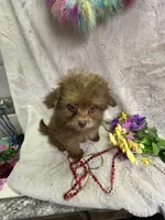 Dolly, a female Pomapoo for sale in Rochester, NY – 3 of 3