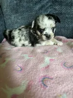 Blue, a female Chihuahua for sale in Rochester, NY – 2 of 2