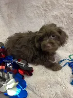 Pete, a male Yorkipoo for sale in Rochester, NY – 2 of 3