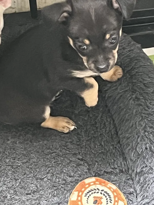 ONEX  – Chihuahua puppy for sale in Rochester, NY
