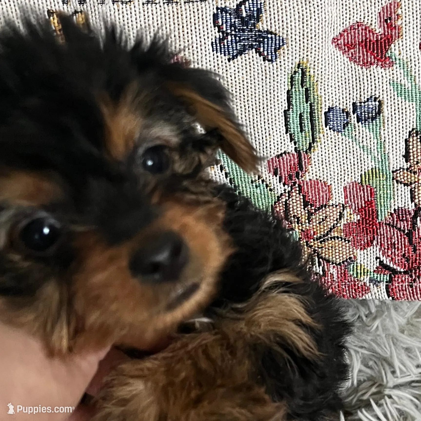 Lacey, a female Yorkipoo for sale in Rochester, NY – Photo 4 of 4