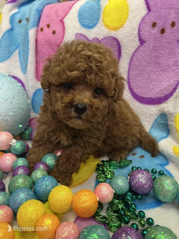 Peter – Yorkipoo puppy for sale in Rochester, NY