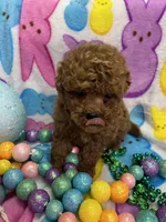 Peter, a male Yorkipoo for sale in Rochester, NY – Photo 5 of 5