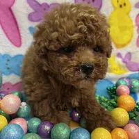 Red, a male Yorkipoo for sale in Rochester, NY – Photo 1 of 2