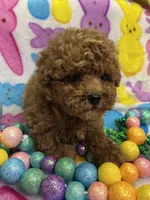 Rusty Red, a male Yorkipoo for sale in Rochester, NY – Photo 1 of 3