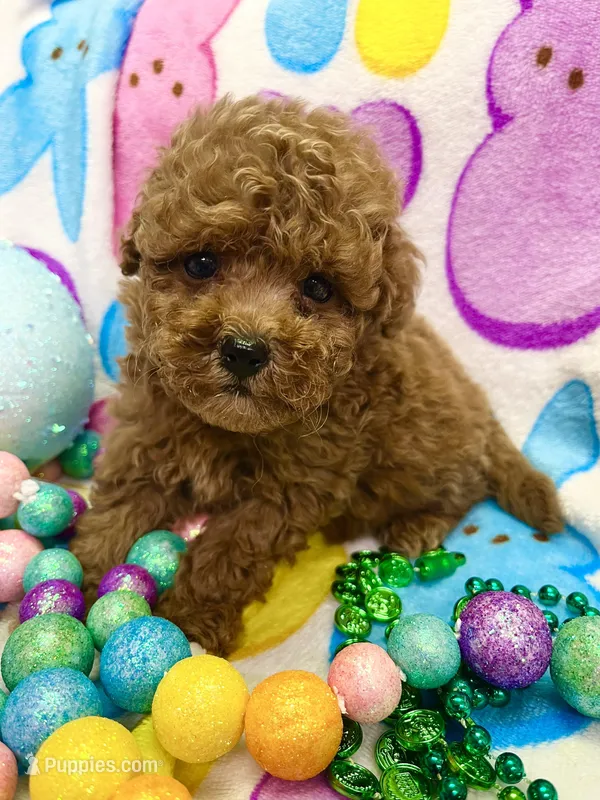 Peter – Yorkipoo puppy for sale in Rochester, NY